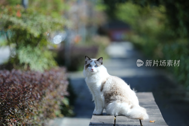 猫坐在公园的长椅上