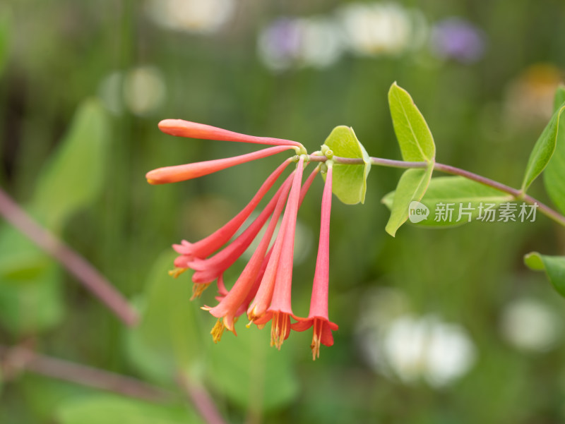 春天的藤本植物忍冬花