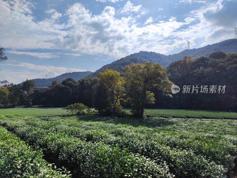 杭州云栖竹径茶园