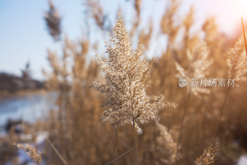 冬季的芦苇花植物