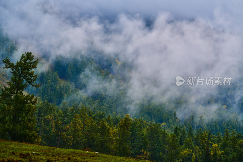 云雾缭绕的原始森林