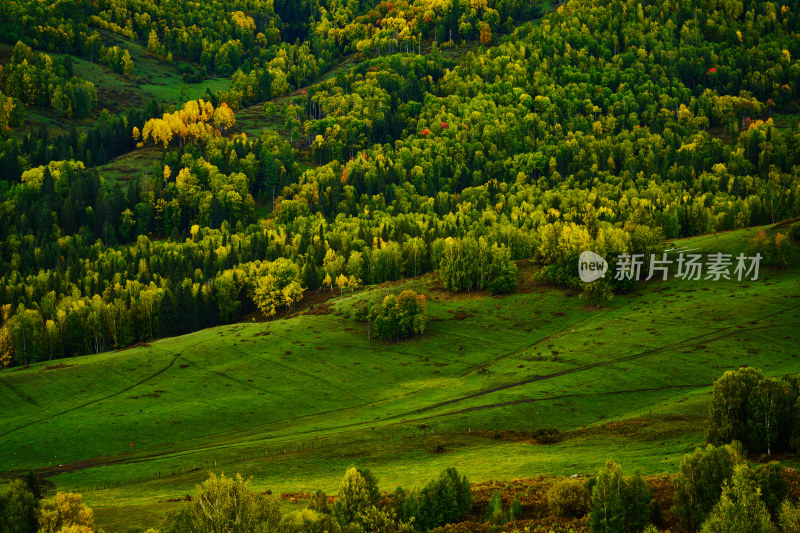 高山草甸森林