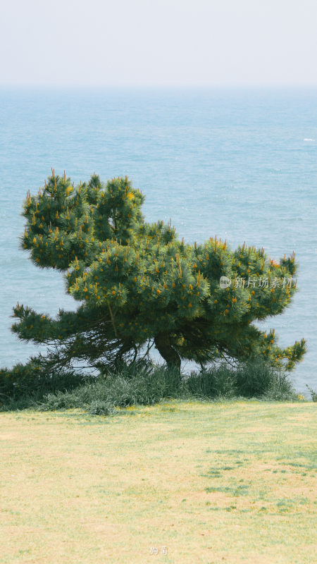 青岛海边公园小清新场景