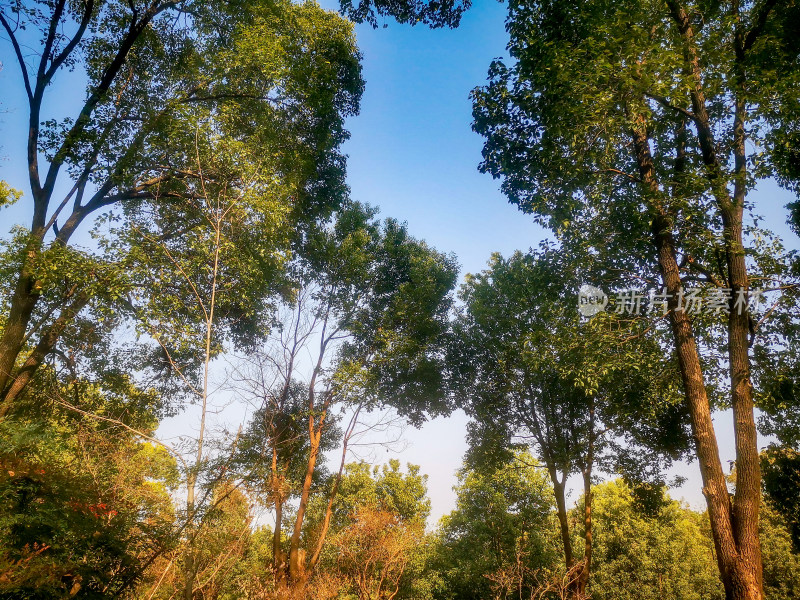 湖南省植物园各种植物摄影图