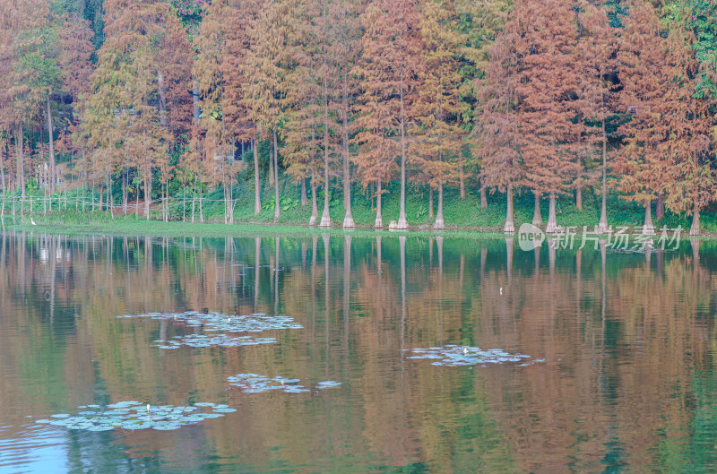 广州麓湖公园落羽杉树林红叶秋色风光