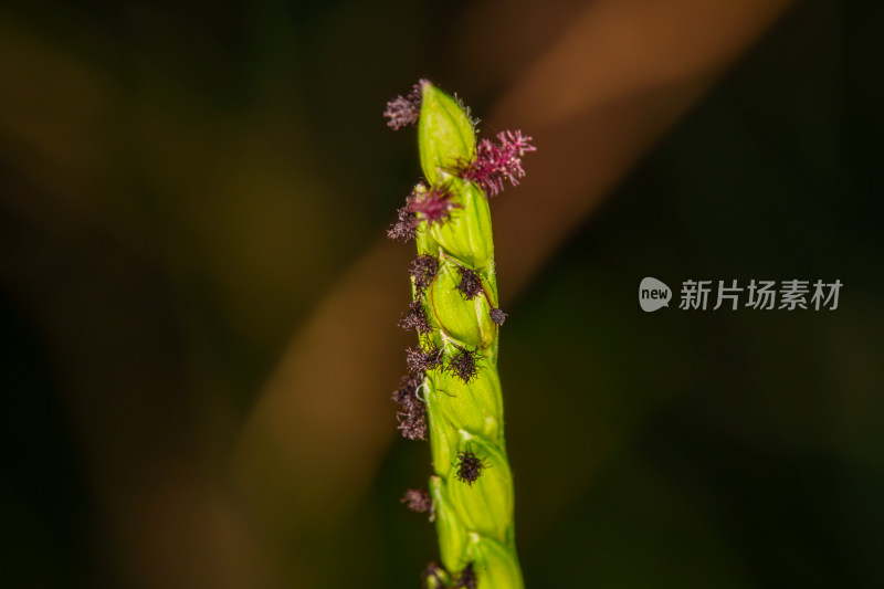 带紫花的绿色植物近景特写