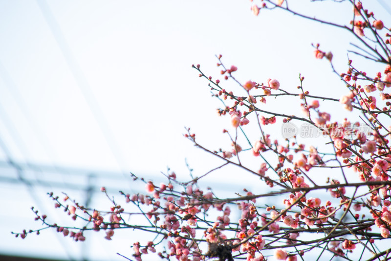 枝头梅花盛开，春日气息扑面而来