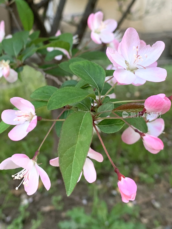 春天的鲜花海棠，垂丝海棠