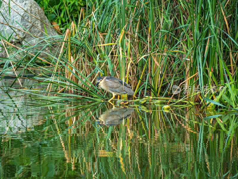 湖中栖息在植物上的鸟的特写镜头