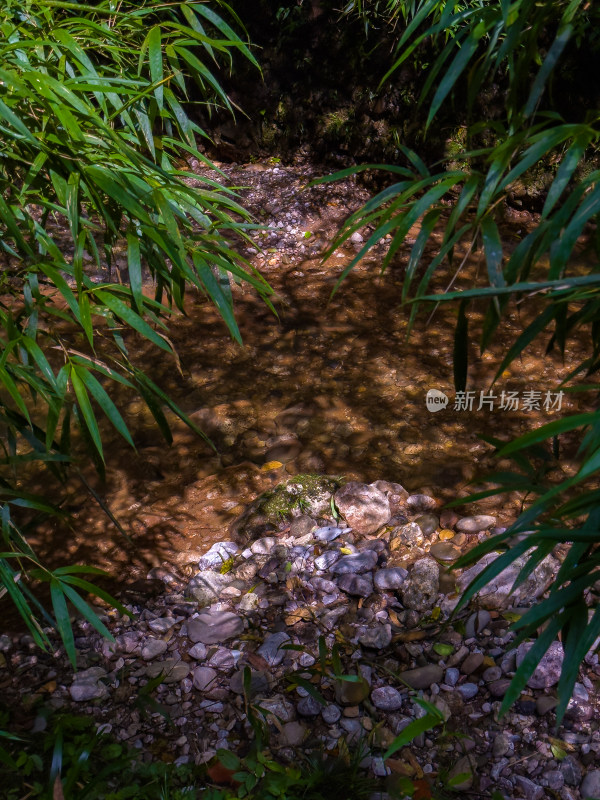 小溪岩石上生长的苔藓的高角度视图