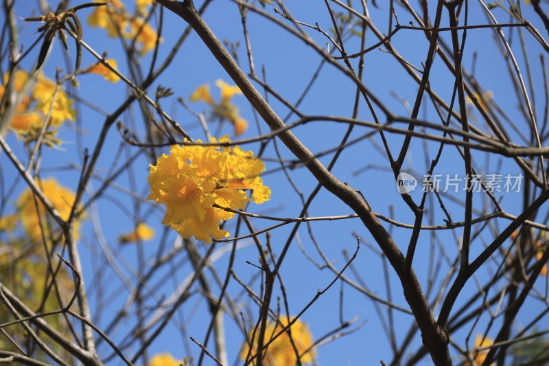 黄花风铃木 5489