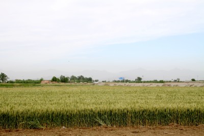 麦子麦田麦子地