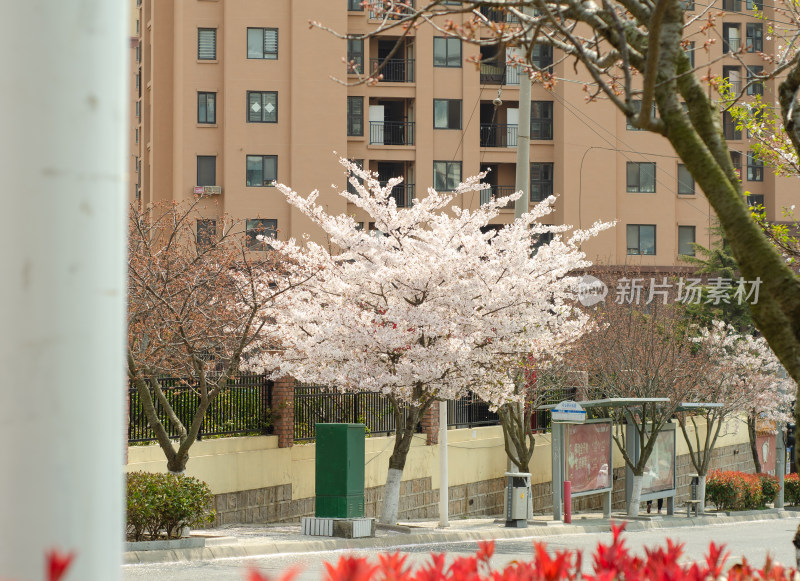 青岛樱花小镇，道路旁樱花盛开