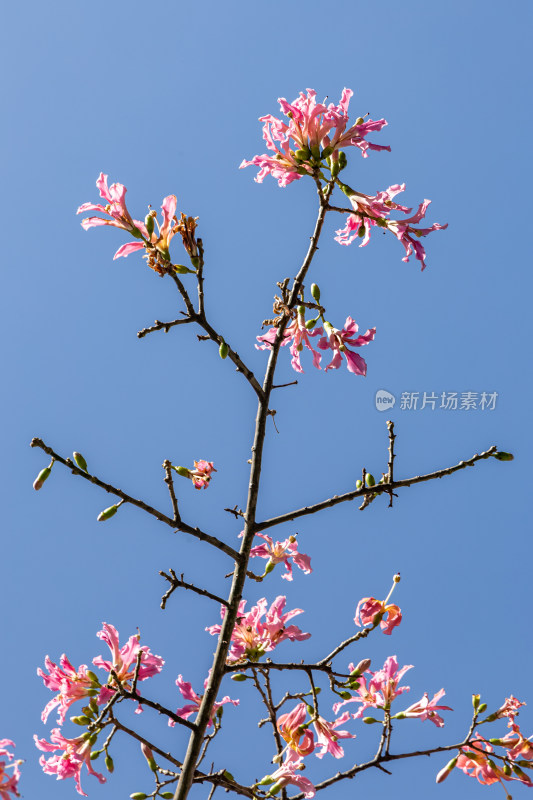 异木棉花