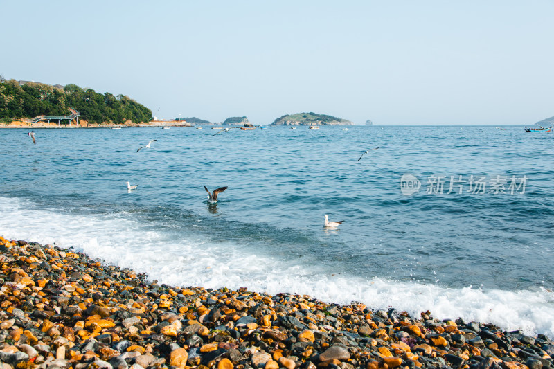 海边鹅卵石海滩上海鸥飞翔