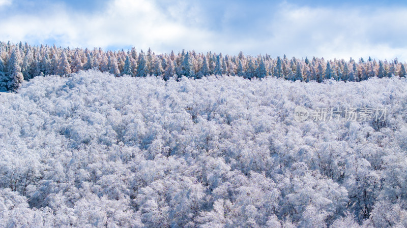 冰雪覆盖的森林，一片银装素裹的景象