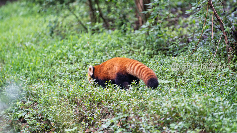 成都大熊猫繁育研究基地的小熊猫