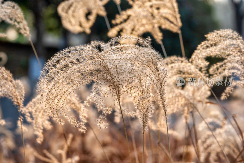 秋冬季节的芦苇特写