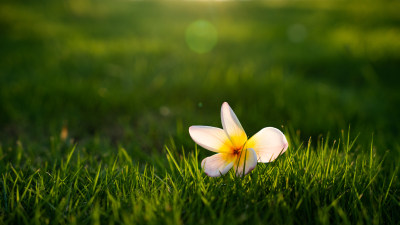草坪上孤独的花朵