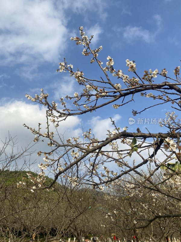 广州萝岗香雪公园梅花盛开