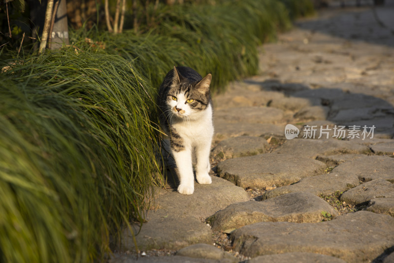 中式庭院草丛中的一只猫