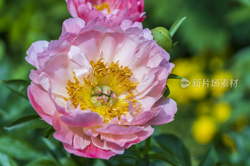 春天，苏州园林网师园，粉色芍药花开特写