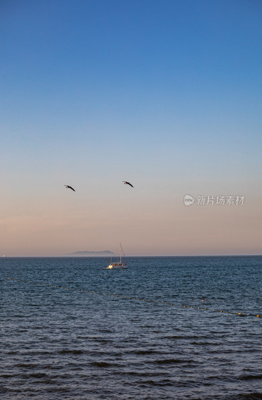 山东烟台蓬莱阁八仙过海景区海天之间海鸥