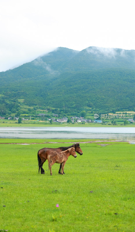 文海丽江风景