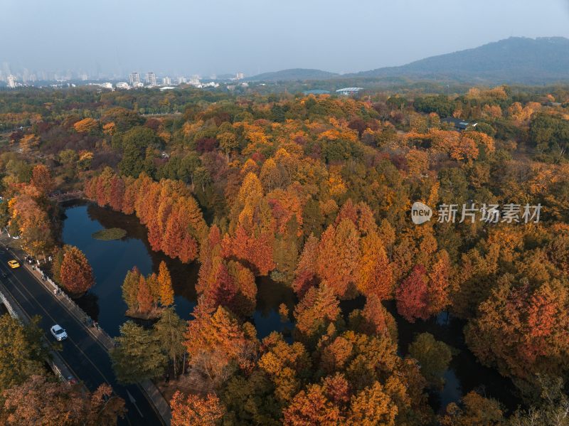 南京明孝陵燕雀湖秋季红杉林