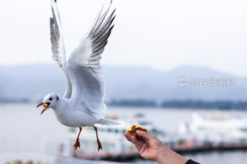 秋天到了在昆明滇池给海鸥喂蛋糕