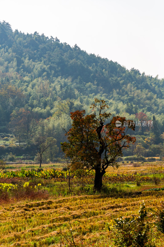 田野孤树与山林自然风景