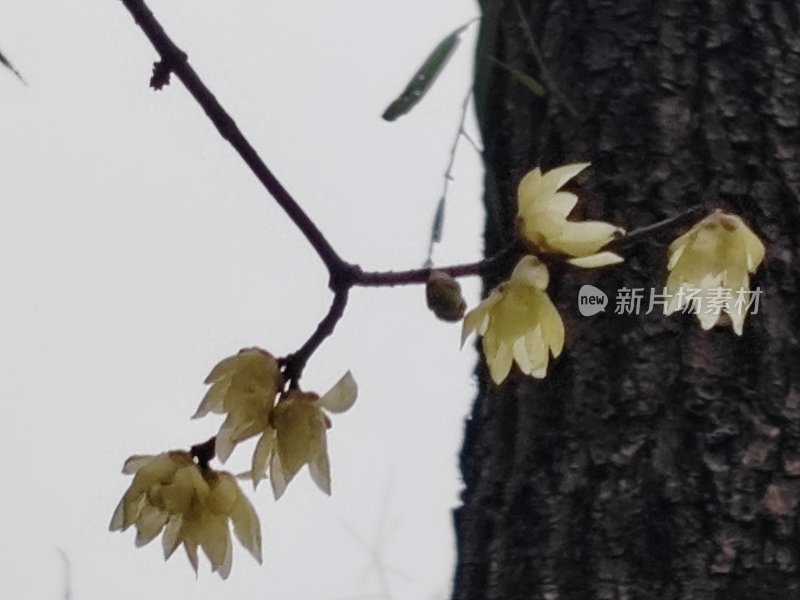 树枝上盛开的淡黄色花朵