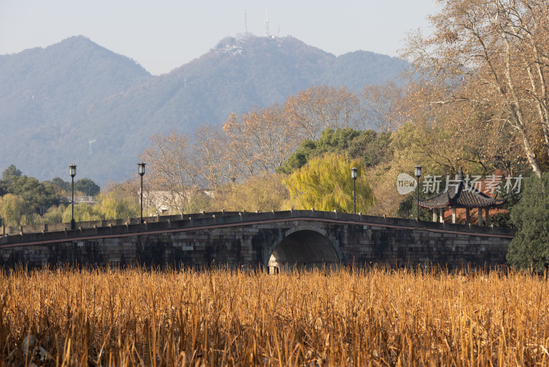 中国杭州西湖的残荷秋景