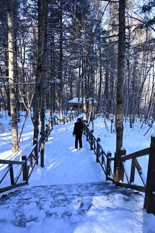 雪后树林中有人行走的林间小道