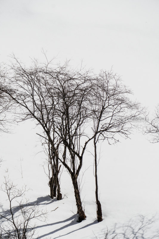 雪地中的光秃树木