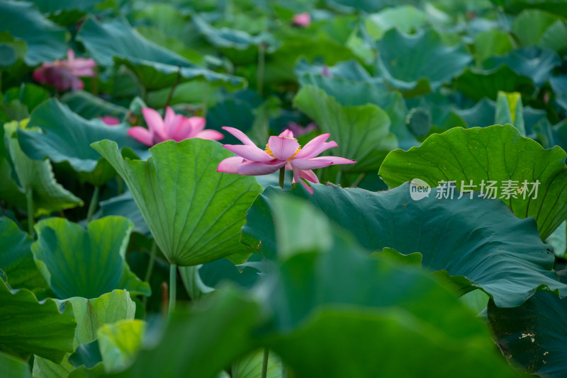 夏日池塘荷花