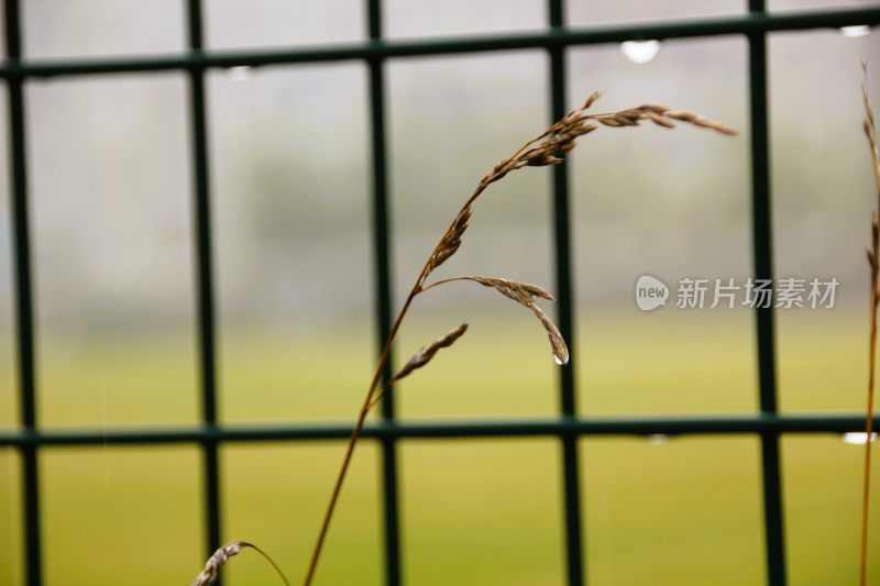 秋天雨天