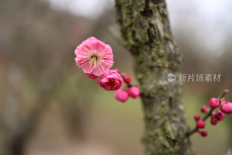 红色梅花特写