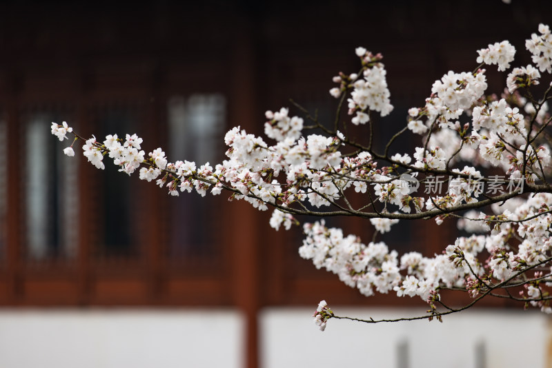 中国杭州西湖曲苑风荷芙蓉水渠樱花开了