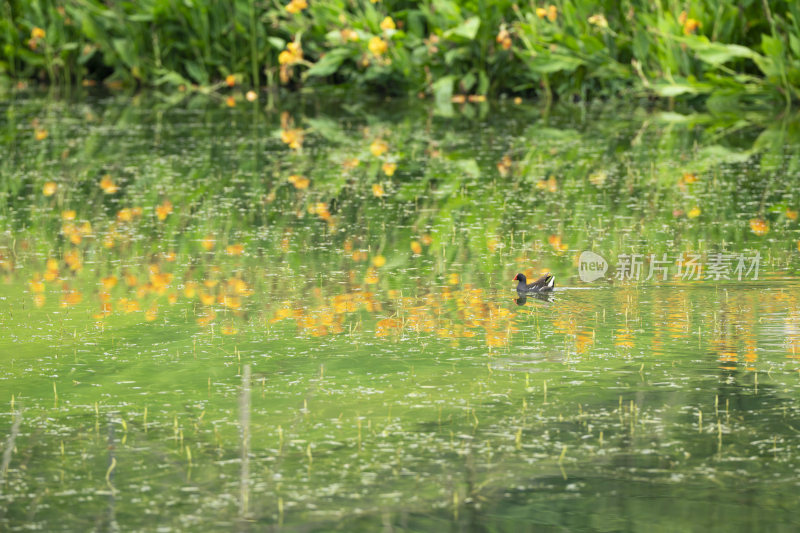 夏季在公园湿地湖泊里栖息觅食的黑水鸡