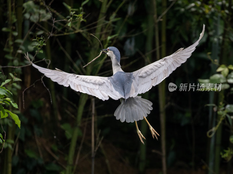 衔着树枝飞翔的夜鹭