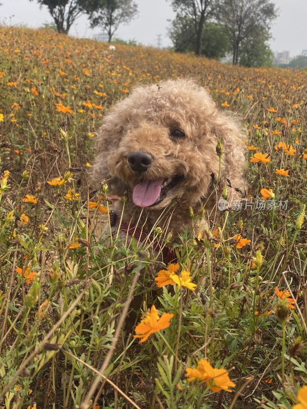 花海中的小狗