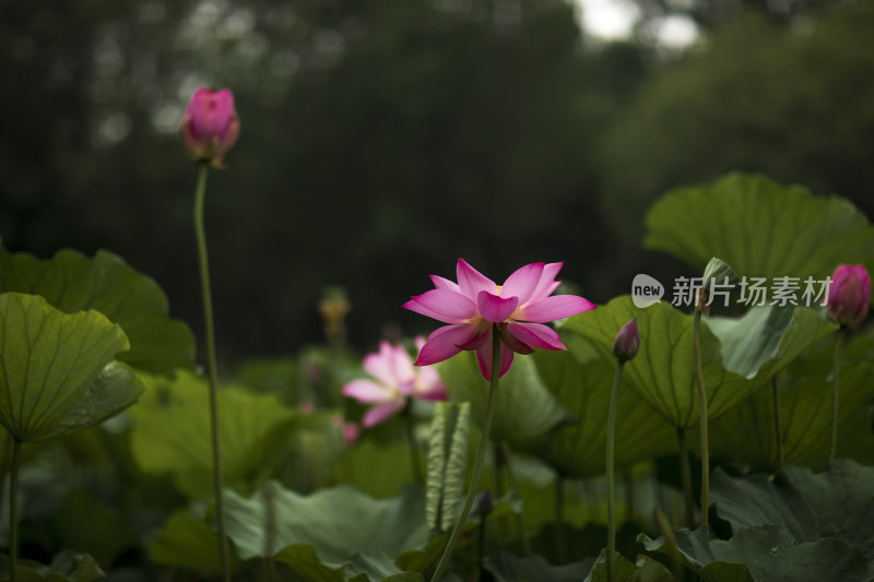 夏季公园荷塘荷叶丛中荷花特写