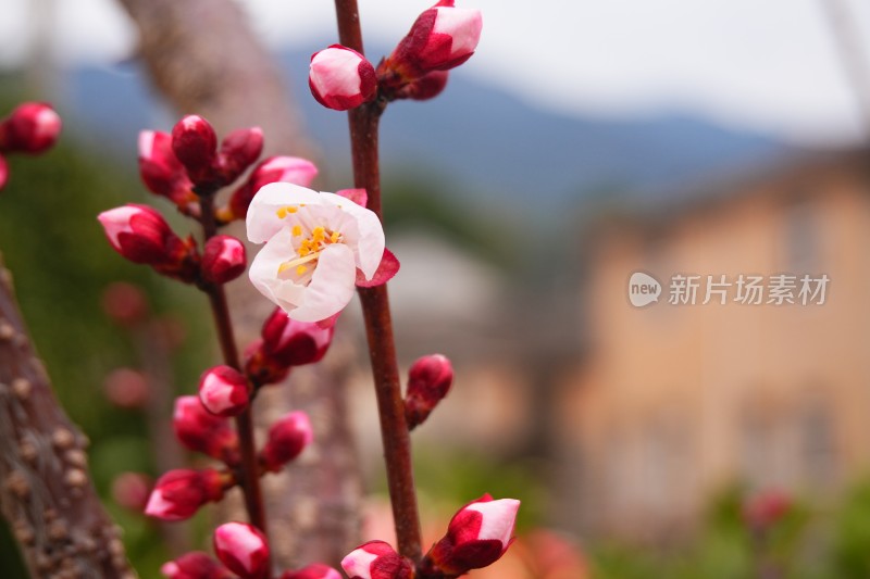 早春盛开的白梅花和待放的花苞