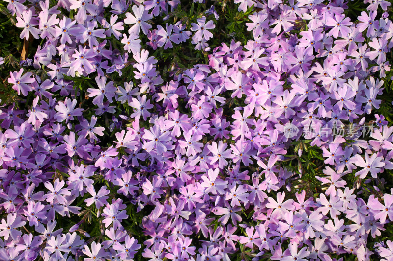 紫色花墙