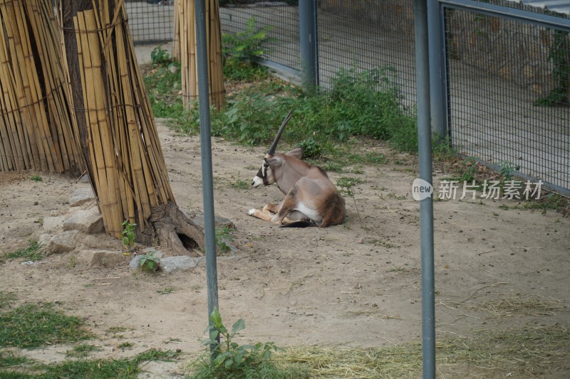 动物园里的羚羊瞪羚实拍