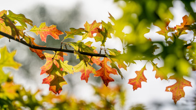 秋天园林公园里的色彩
