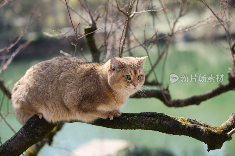爬在树上的宠物猫金渐层