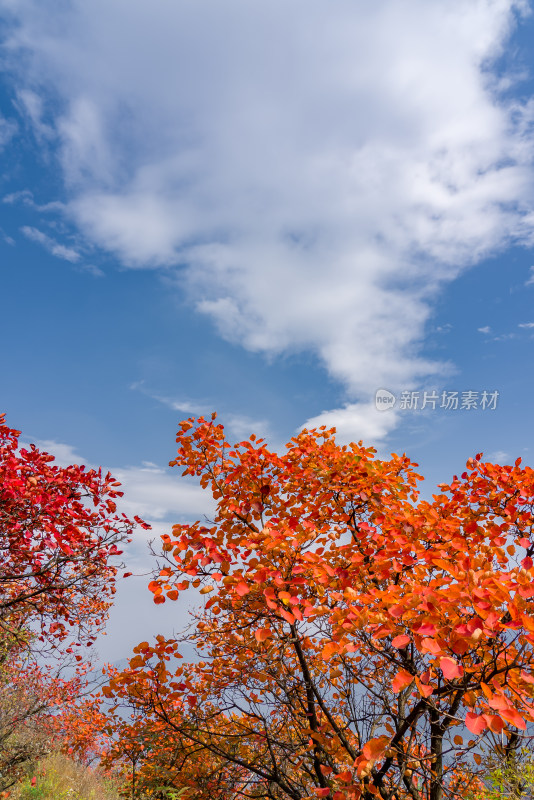 秋天霜降红叶立秋重阳节天空自然风景