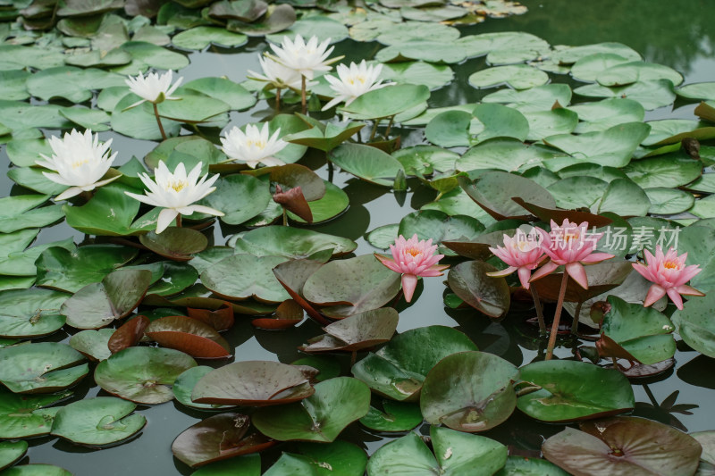 北京国家植物园睡莲